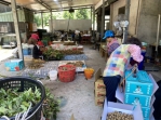 蘇拉颱風外圍環流影響 台中市農業局籲請農友嚴防災害