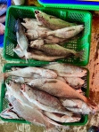 黑䱛｜臺灣十大美味魚類之一，成功漁港捕獲，消費市場趨之若鶩！