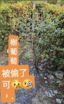 樹葡萄種在公園內被偷走｜果實會從枝幹上長出來，原本準備讓大家分享，玉里志工奶奶哭了！