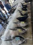 綁「大串」｜成功漁港秋冬季節特殊的捕魚情境