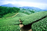 嘉義縣梅山太興觀賞「萬鷺朝鳳」生態奇景 遊賞超美茶園、竹林及瀑布 品茗瑞里「高帝園」冠軍茶 中秋及國慶連假好去處〜