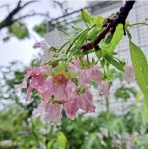 植物被打暈了頭｜颱風連連，富里國小的櫻花綻開，山上的李花也競相奔放！