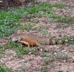 高雄今年已抓4900隻綠鬣蜥鎖定公園學校重點清除