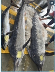 白旗魚來了｜天氣明顯轉涼時最肥美可口，臺東成功漁港陸續捕獲！