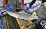 土魠魚｜21.5公斤，臺東成功漁港今年以來最大尾，近年最大是33公斤！