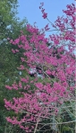 櫻花王｜大禮部落老欉櫻花樹盛開，滿枝滿枒、空谷飛花！