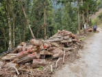 史上頭一遭！國有林試辦開放在地民眾自由撿拾疏伐木