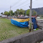 「飛」落稻田翻車｜關山鎮大貨車車禍事故