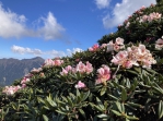 浴火重生｜可以上山賞杜鵑花了，震災相對輕微，合歡山、大禹嶺、奇萊山，4/12日陸續開放！