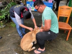 鼬獾如喪屍｜現蹤赤科山，公所加強狂犬病疫苗注射！