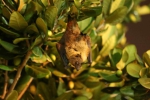 臺灣狐蝠｜一級保育類蝙蝠，全臺數量約280隻，目前僅龜山島、綠島及花蓮市有目擊紀錄，棲息於花蓮的狐蝠則約有60隻！