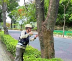 防樹倒壓死遊客澄清湖園區全面檢測樹木風險