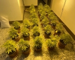 員林警分局林厝派出所查獲大麻。（照片分局提供）