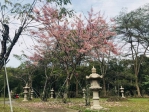 結合花旗木賞花季高雄六龜山城拉力賽4月登場
