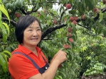 嘉縣番路鄉熱帶水蜜桃與甜李正值採收季  歡迎民眾採果趣  公田觀光果園開放中