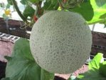 利用免登記植物保護資材種植洋香瓜 品質食安免煩惱  澎湖部分地區也種植洋香瓜，高雄場強調，免登記植物保護資材的使用應著重於「預防為主」，建議農民在病蟲害尚未發生前即施用適當的資材保護，並配合良好田間管理措施，如環境衛生管理、水分管理及肥培管理等，即可有效減少農藥用量，種出網紋清晰、果型飽滿的高品質洋香瓜，為市場提供更安心安全的優質果品。