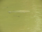 闊別數十年｜烏仔魚、豆仔魚大坡池再度現蹤 ，見證與大海連結路徑未阻斷！