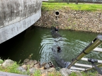 屏東2公園鴨鵝數量過多  縣府呼籲：別讓城市成為棄養的庇護所！