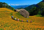 天心茶莊｜赤科山賞金針花海，千噸大石龜旁，榮獲特色農業旅遊場域認證，少數全有機的生態農場，是食宿的最佳選擇。