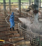 禁宰禁運令解除高雄11/7供應4300頭毛豬