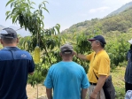 冬旱那瑪夏水蜜桃3成受災獲現金救助每公頃14萬元