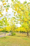 高雄十多處路段落下「黃金雨」賞花要快