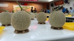 「彰化縣網紋洋香瓜評鑑」，永靖鄉農會登場。（照片記者林碧珠攝）