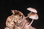 螢光蕈現蹤高雄大寮區竹林吊鐘鬼蘭同步報到