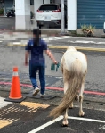 颱風天馬路上民眾撿到馬化身「牛仔」牽進派出所招領