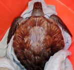 1死1獲救｜2隻海龜擱淺蘭嶼虎頭坡岸際，海巡即刻救援！
