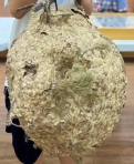 虎頭蜂狂螫釀2死1傷！死者傷口集中頭部直接影響神經系統