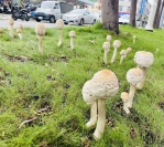 高雄雨後毒菇再現衛生局示警勿採勿食