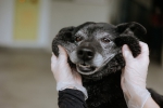 園犬黑糖糕陪伴台中動物之家近十年