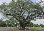 屏東市千禧公園老榕罹樹癌專家全力搶救