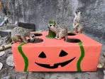 壽山動物園萌鬼派對10/24起登場親子變裝免費入園